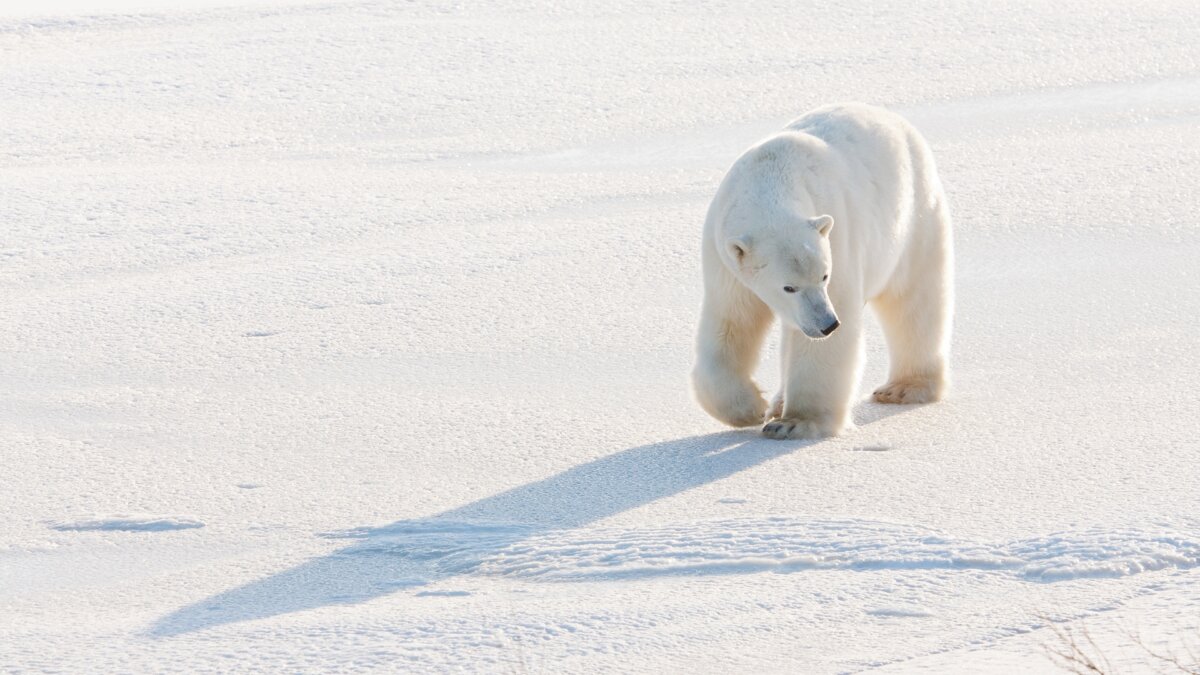 clima,-le-clamorose-bufale-sugli-orsi-polari-in-via-di-estinzione