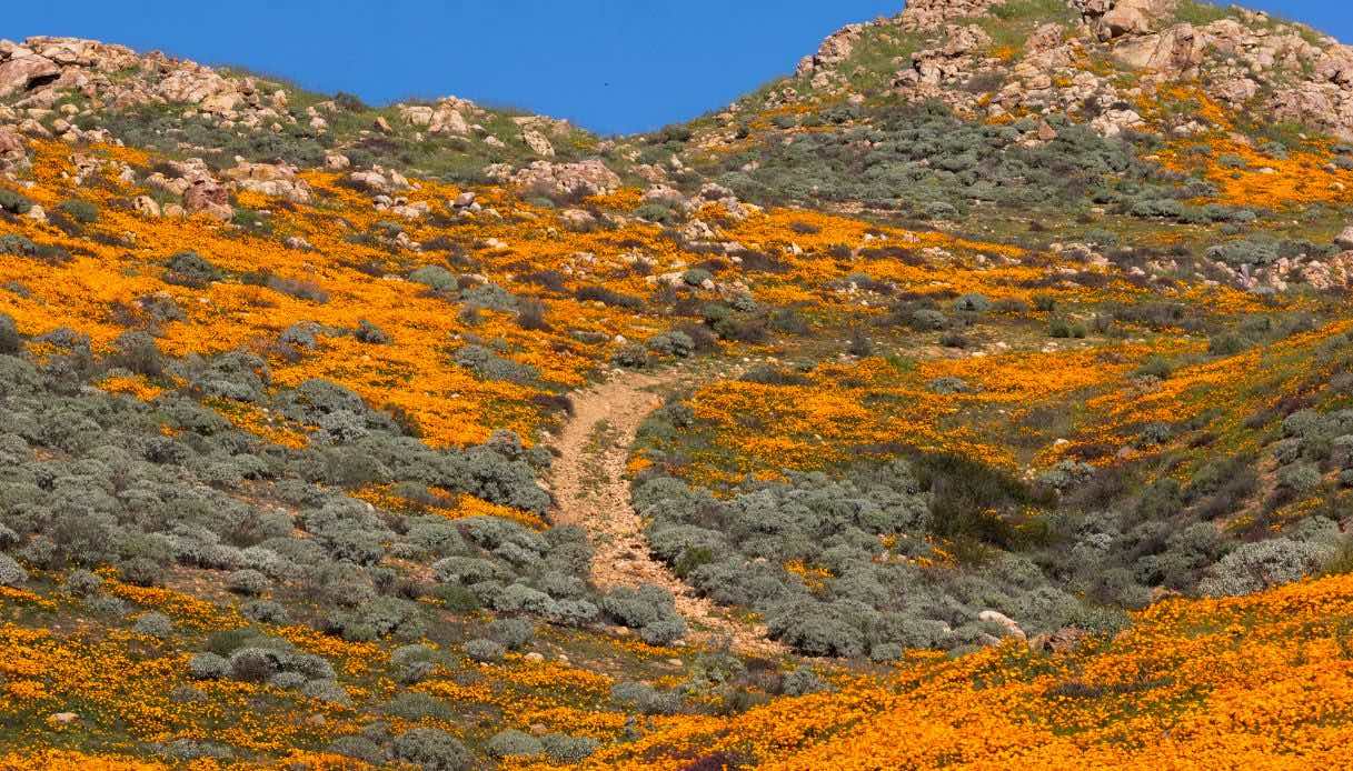 i-papaveri-fioriscono:-la-california-si-tinge-di-oro