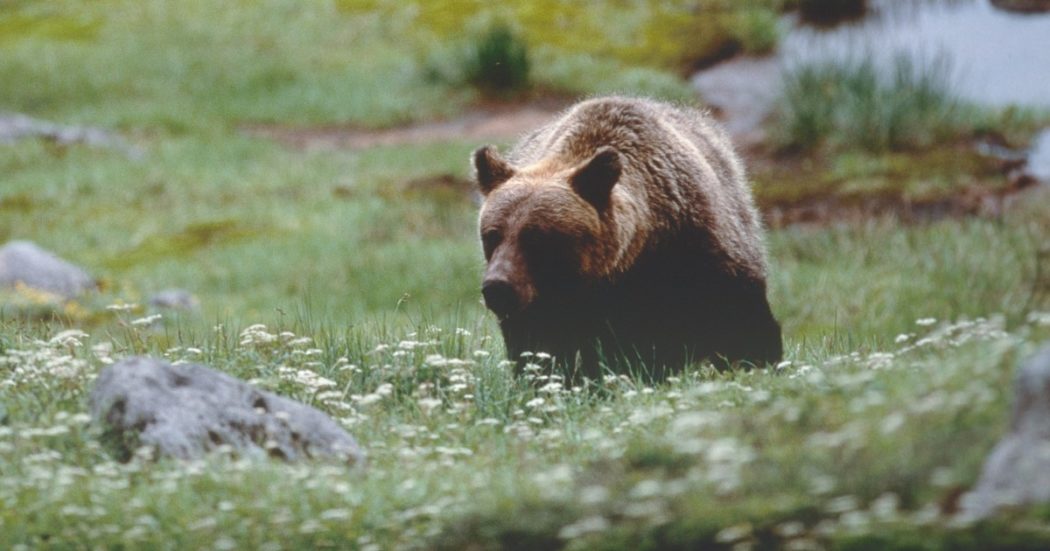 escursionista-aggredito-da-un-orso-in-trentino:-“morso-alla-testa-e-al-braccio”.-sara-operato