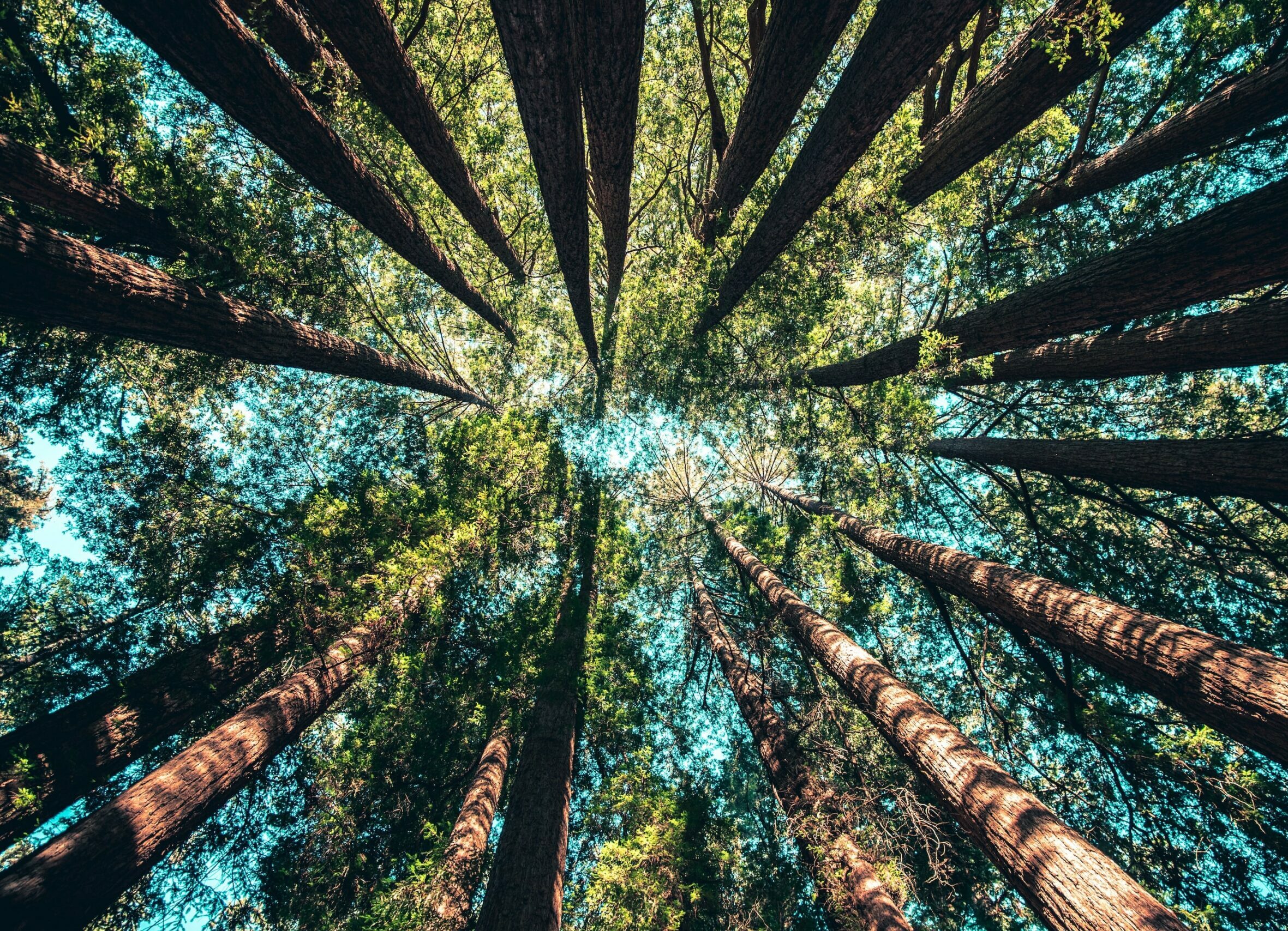 living-carbon,-la-startup-che-sogna-di-combattere-il-cambiamento-climatico-con-alberi-geneticamente-modificati
