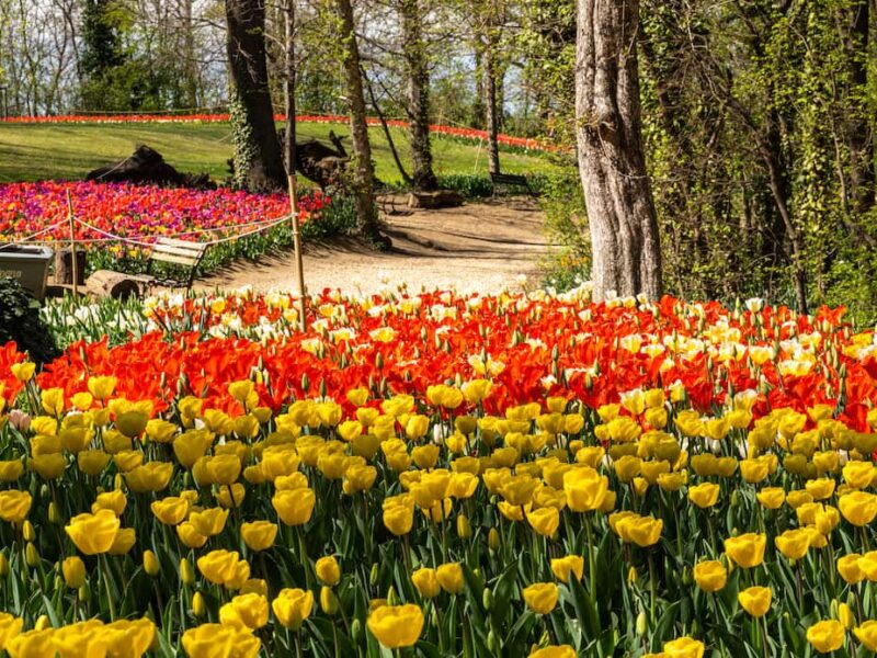 aprile-e-il-mese-dei-tulipani-a-pralormo:-le-visite-imperdibili